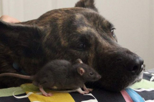 Як щур і пастух друзів у притулку для тварин Як щур і пастух друзів у притулку для тварин